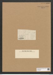 Diatomeae indet. Zeichnungen Sammlung Grunow Nr. 6282 (NHMW-BOT-W0374896)